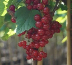 Rolan Ribes Rubrum `Rolan´ -Frucht Wald Geschaft DSC01666