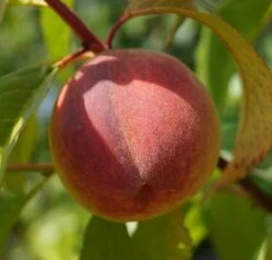 Pfirsich Red Haven Prunus Persica `Red Haven´ 15 Pfirsich Red Haven Prunus Persica `Red Haven´ -Frucht Wald Geschaft DSC01689