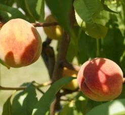 Pfirsich Red Haven Prunus Persica `Red Haven´ 14 Pfirsich Red Haven Prunus Persica `Red Haven´ -Frucht Wald Geschaft DSC01694