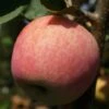 Piros ® Malus Domestica `Piros®´ -Frucht Wald Geschaft DSC01738