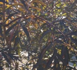 Holunder Black Lace ® Sambucus Nigra `Black Lace´ -Frucht Wald Geschaft DSC01980