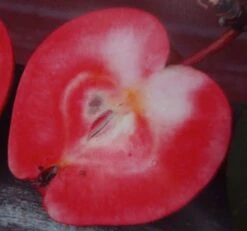 Neue Produkte 3 Rote Wolke - Rotfleischiger Apfel Malus Domestica `Rote Wolke´
