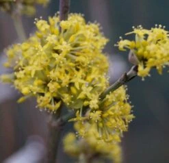 Großfrüchtige Kornelkirsche `Schönbrunner Gourmet Dirndl´ Cornus Mas `Schönbrunner Gourmetdirndl´ -Frucht Wald Geschaft DSC02022