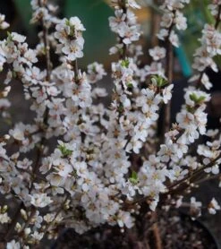 Nankingkirsche `Orient´ Prunus Tomentosa Orient -Frucht Wald Geschaft DSC02034