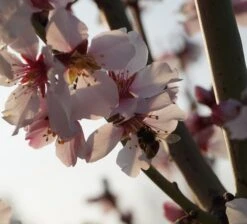 Dürkheimer Krachmandel Prunus Dulcis `Dürkheimer Krachmandel´ -Frucht Wald Geschaft DSC02038