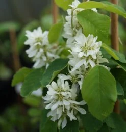 Saskatoon Berry Amelanchier Alnifolia `Saskatoon Berry´ -Frucht Wald Geschaft DSC02071