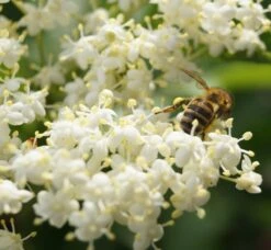 Holunder Haschberg Sambucus Nigra `Haschberg´ -Frucht Wald Geschaft DSC02737