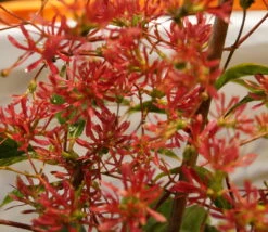 Sieben-Söhne-des-Himmels-Strauch Heptacodium Miconioides -Frucht Wald Geschaft DSC02842