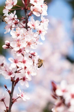 Zwergblutpflaume Prunus Cistena 6 Zwergblutpflaume Prunus Cistena -Frucht Wald Geschaft DSCF0006