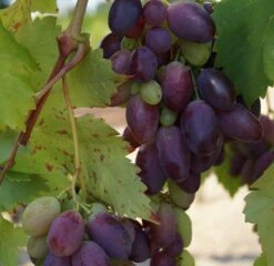 Frucht Wald Geschaft 26 Frucht Wald Geschaft -Frucht Wald Geschaft Datteltraube original1