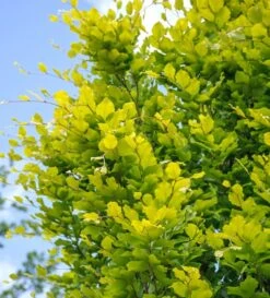 Säulen-Goldbuche `Dawyck Gold´ Fagus Sylvatica `Dawyck Gold´