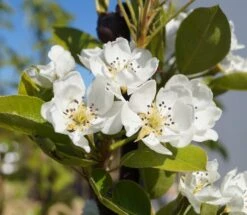 Säulenbirne `Decora´ (zweijährig) Pyrus Communis `Decora´ -Frucht Wald Geschaft Decora 1