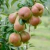 Säulenbirne `Decora´ (zweijährig) Pyrus Communis `Decora´ -Frucht Wald Geschaft Decora 2