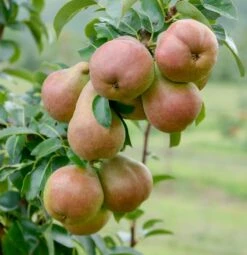 Säulenbirne `Decora´ (zweijährig) Pyrus Communis `Decora´