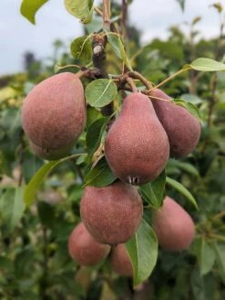 Säulenbirne `Decora´ Pyrus Communis `Decora´ -Frucht Wald Geschaft Decora 5