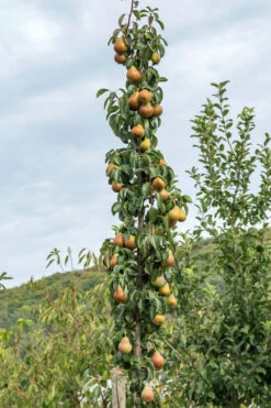 Säulenbirne `Decora´ Pyrus Communis `Decora´ -Frucht Wald Geschaft Decora S ulenbaum9EbE7vk821KZM
