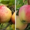 Duo-Apfel, Topaz & Pinova 150-175cm Malus Domestica -Frucht Wald Geschaft Duo Apfel Pinova und TOpaz