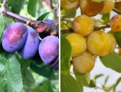 Duo-Obst, Hauszwetsche & Nancy Mirabelle Prunus Domestica