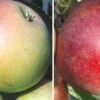 Duo-Apfelbaum `James Grieve´ & `Roter Boskoop´ Malus Domestica 1 Duo-Apfelbaum `James Grieve´ & `Roter Boskoop´ Malus Domestica -Frucht Wald Geschaft Duo James GRieve und Roter Boskoop 1