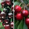 Duo-Kirschbaum `Sunburst´ & `Kordia´ 150-175cm Prunus Avium 2 Duo-Kirschbaum `Sunburst´ & `Kordia´ 150-175cm Prunus Avium -Frucht Wald Geschaft Duo Kirsche SUnburst burlat 1