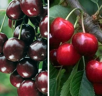 Duo-Kirschbaum `Sunburst´ & `Kordia´ 150-175cm Prunus Avium 3 Duo-Kirschbaum `Sunburst´ & `Kordia´ 150-175cm Prunus Avium