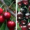 Duo-Kirschbaum `Sunburst´ & `Burlat´150-175cm Prunus Avium -Frucht Wald Geschaft Duo Kirsche Sunburst Burlat
