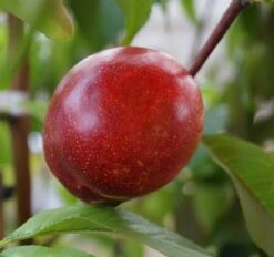 Nektarine `Flavortop´ Prunus Nucipersica `Flavortop´