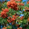 Essbare Eberesche `Rosina´ Sorbus Aucuparia 1 Essbare Eberesche `Rosina´ Sorbus Aucuparia -Frucht Wald Geschaft Eberesche Sorbus