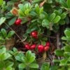 Echte Bärentraube Arctostaphylos Uva-ursi 1 Echte Bärentraube Arctostaphylos Uva-ursi -Frucht Wald Geschaft Echte B rentraube1