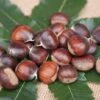 Ecker 1 - Selbstfruchtbare Esskastanie Castanea Sativa `Ecker1´ 2 Ecker 1 - Selbstfruchtbare Esskastanie Castanea Sativa `Ecker1´ -Frucht Wald Geschaft Ecker 1