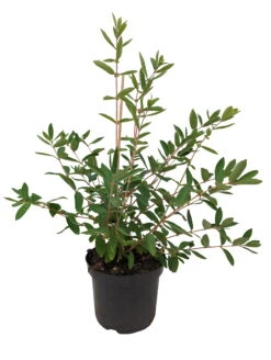 Sibirische Blaubeere `Eisbär´ Lonicera Kamtschatica `Eisbär´ 7 Sibirische Blaubeere `Eisbär´ Lonicera Kamtschatica `Eisbär´ -Frucht Wald Geschaft Eisb r weiss