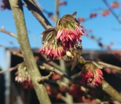 Eisenholzbaum Parrotia Persica -Frucht Wald Geschaft Eisenholzbaum bl te und BieneataOpQ1apbuNb
