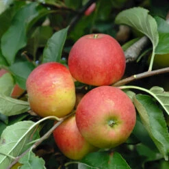 Elstar ® Malus Domestica 10 Elstar ® Malus Domestica -Frucht Wald Geschaft Elstar