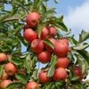 Elstar ® Malus Domestica -Frucht Wald Geschaft Elstar am Baum