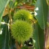 Duo-Esskastanie, Belle Epine & Bouche De Betizac Castanea Sativa -Frucht Wald Geschaft Esskastanie