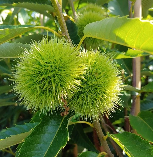 Duo-Esskastanie, Belle Epine & Bouche De Betizac Castanea Sativa 4 Duo-Esskastanie, Belle Epine & Bouche De Betizac Castanea Sativa – Bild 2