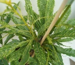 Esskastanie `Asplenifolia´ Castanea Sativa `Asplenifolia´ -Frucht Wald Geschaft Esskastanie Asplenifolia1