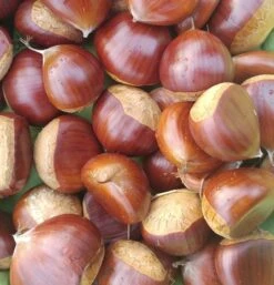 Duo-Esskastanie, Belle Epine & Bouche De Betizac Castanea Sativa 7 Duo-Esskastanie, Belle Epine & Bouche De Betizac Castanea Sativa -Frucht Wald Geschaft Esskastanie Belle EpineGmNJQelgJyOMr