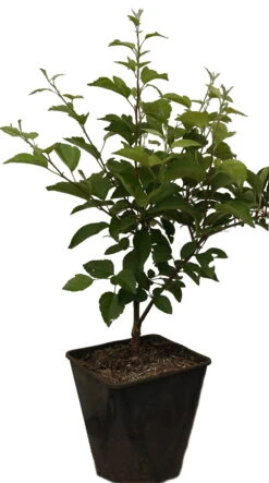 Zierapfel `Evereste´ Malus 10 Zierapfel `Evereste´ Malus -Frucht Wald Geschaft Evereste