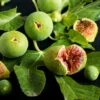 Feige `Ficcolino® Gustis®´ Ficus Carica -Frucht Wald Geschaft Feige erweiterte Lizenz