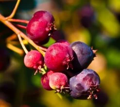 Felsenbirne `Saskablue®´ Amelanchier Alnifolia `Saskablue´