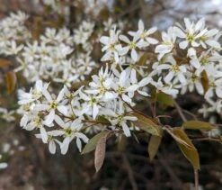 Prince William-Großfruchtige Felsenbirne Amelanchier `Prince William´ 10 Prince William-Großfruchtige Felsenbirne Amelanchier `Prince William´ -Frucht Wald Geschaft Felsenbirne Bl te