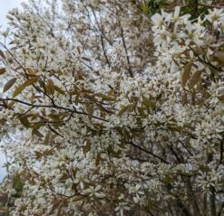 Prince William-Großfruchtige Felsenbirne Amelanchier `Prince William´ 12 Prince William-Großfruchtige Felsenbirne Amelanchier `Prince William´ -Frucht Wald Geschaft Felsenbirne Bl te 3