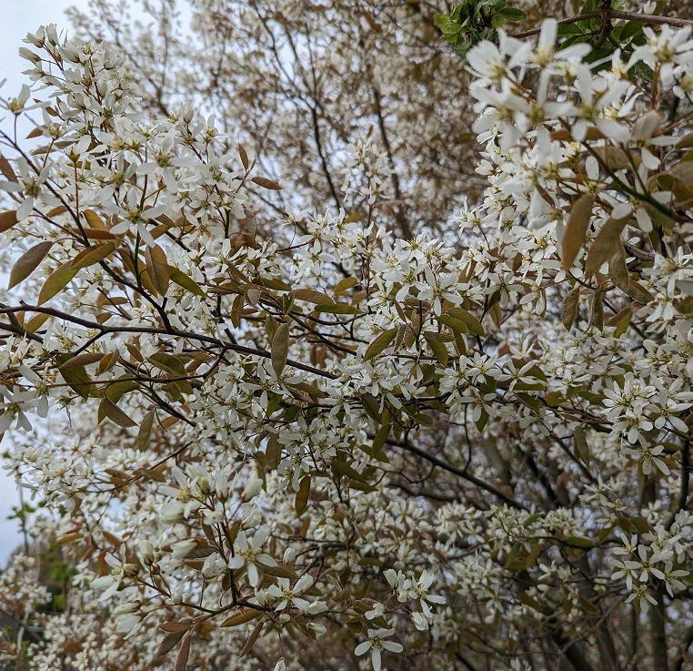 Prince William-Großfruchtige Felsenbirne Amelanchier `Prince William´ 7 Prince William-Großfruchtige Felsenbirne Amelanchier `Prince William´ – Bild 5