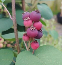 Neue Produkte 11 Felsenbirne Smoky Amelanchier Alnifolia Smoky