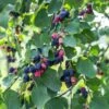 Felsenbirne `Greatberry® Farm´ Amelanchier Alnifolia `Greatberry Farm´ -Frucht Wald Geschaft Felsenbirne greatberry1