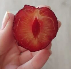 Großfrüchtige Kirschpflaume `Fenja´ Prunus Cerasifera `Fenja´ -Frucht Wald Geschaft Fenja 1