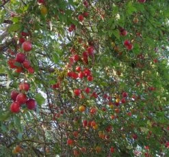 Großfrüchtige Kirschpflaume `Fenja´ Prunus Cerasifera `Fenja´