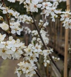 Großfrüchtige Kirschpflaume `Fenja´ Prunus Cerasifera `Fenja´ -Frucht Wald Geschaft Fenja Bl te