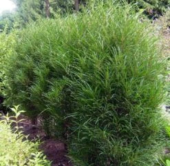 Farnblättriger Säulen-Faulbaum `Fine Line´ Rhamnus Frangula `Fine Line´ -Frucht Wald Geschaft Fine LIne Kordes Jungpflanzen